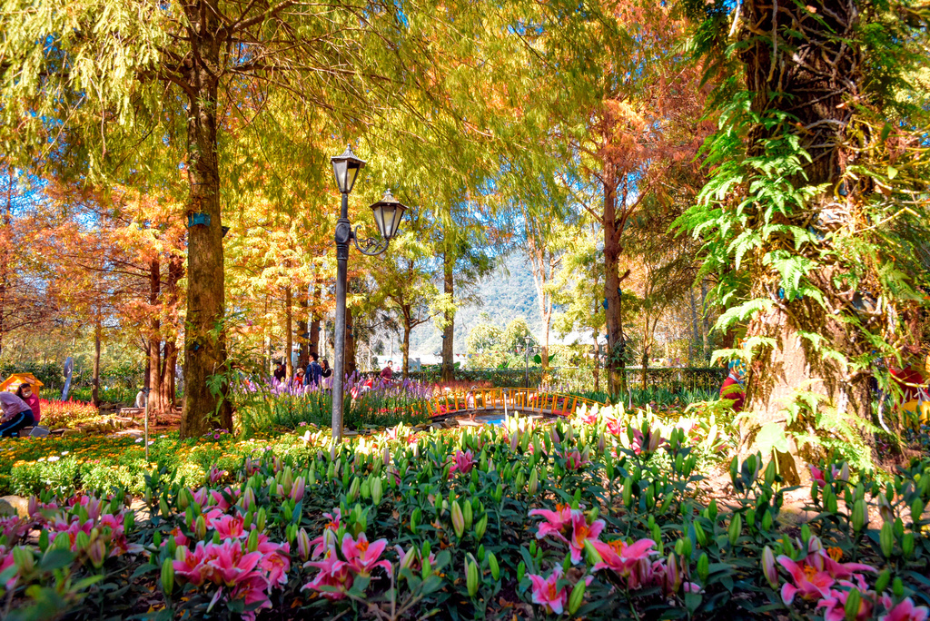 楓樺台一渡假村_DSC4814 (1).jpg 楓樺台一渡假村_DSC4814 (1).jpg