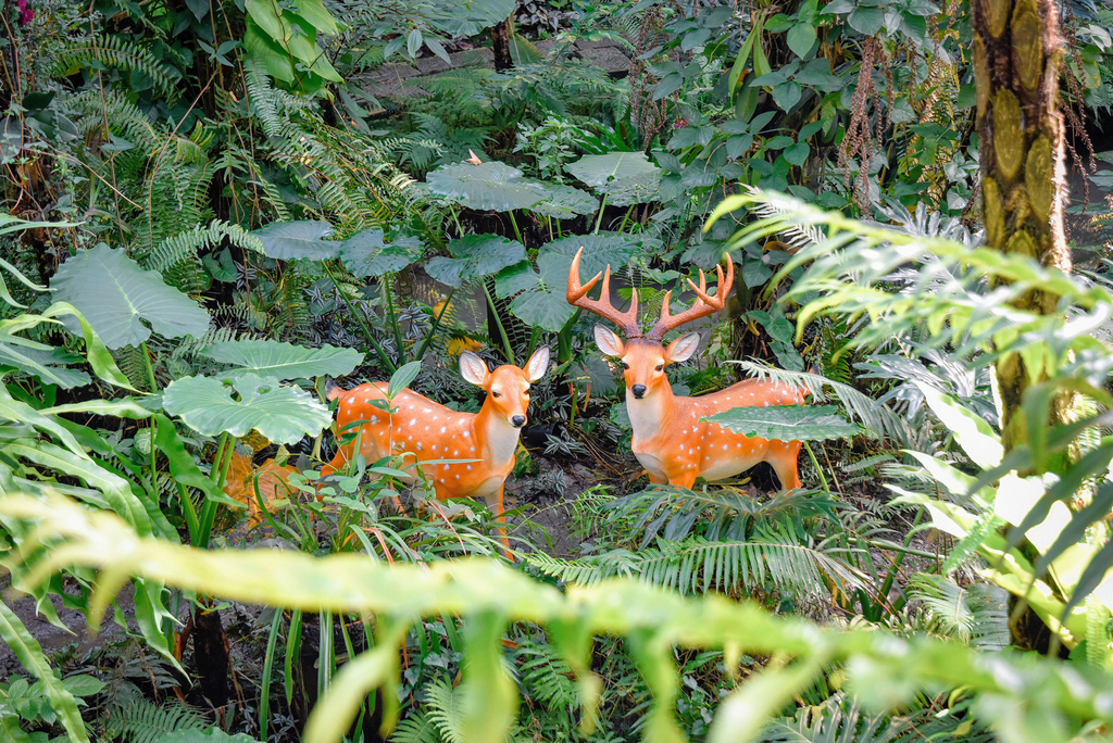 楓樺台一渡假村_DSC4914 (2).jpg 楓樺台一渡假村_DSC4914 (2).jpg
