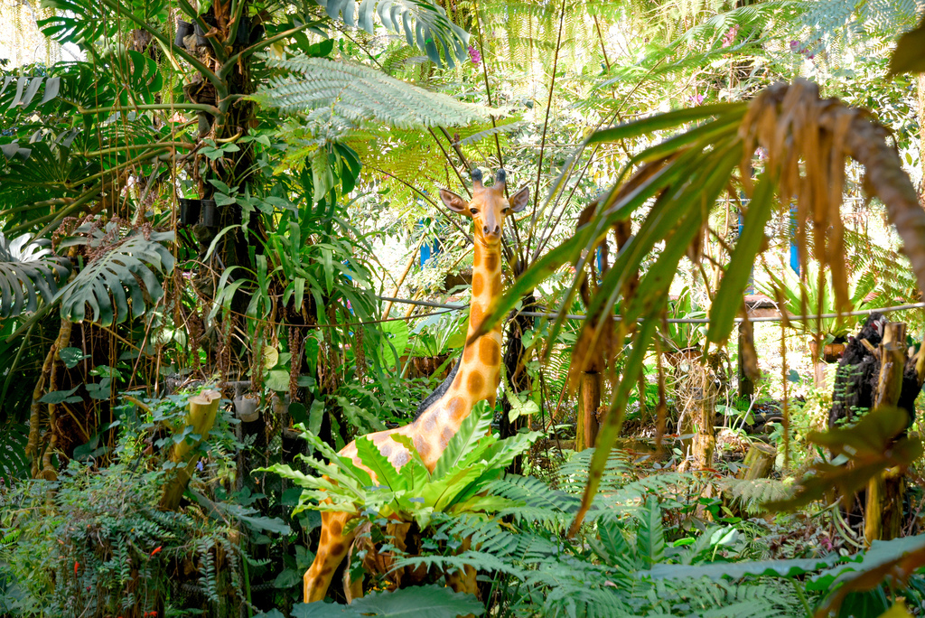 楓樺台一渡假村_DSC4924 (1).jpg 楓樺台一渡假村_DSC4924 (1).jpg