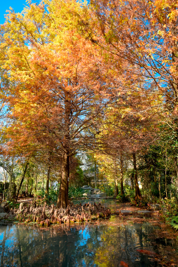楓樺台一渡假村_DSC4907 (1).jpg 楓樺台一渡假村_DSC4907 (1).jpg