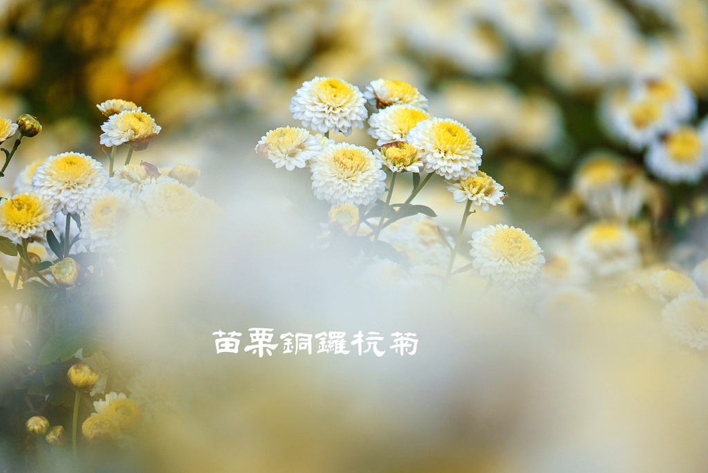 苗栗銅鑼杭菊1.jpg