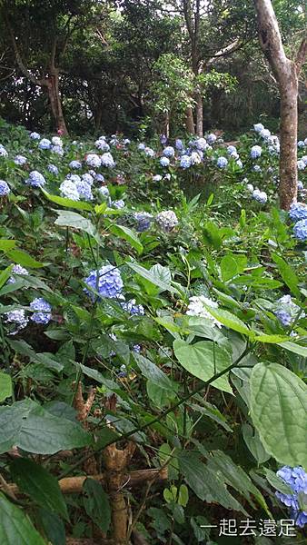 guanyinshan-004.JPG guanyinshan-004.JPG