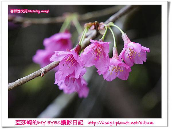 新社美林桃花開滿樹|亞莎崎2013中台灣追花記事簿