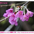 新社美林桃花開滿樹|亞莎崎2013中台灣追花記事簿