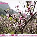 新社美林桃花開滿樹|亞莎崎2013中台灣追花記事簿