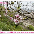 新社美林桃花開滿樹|亞莎崎2013中台灣追花記事簿