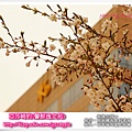 2013汝矣島櫻花祭|4/15亞莎崎參加一場櫻花未滿的櫻花祭
