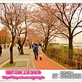 2013汝矣島櫻花祭|4/15亞莎崎參加一場櫻花未滿的櫻花祭