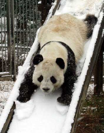 Panda on the slid