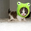 What? Can't I be a frog for once?