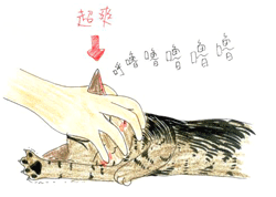 膽小貓-1 膽小貓-1