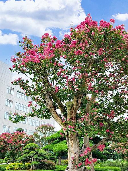 彰化景點｜成美文化園．浪漫盛開的紫薇花｜日式庭園建築, 百年