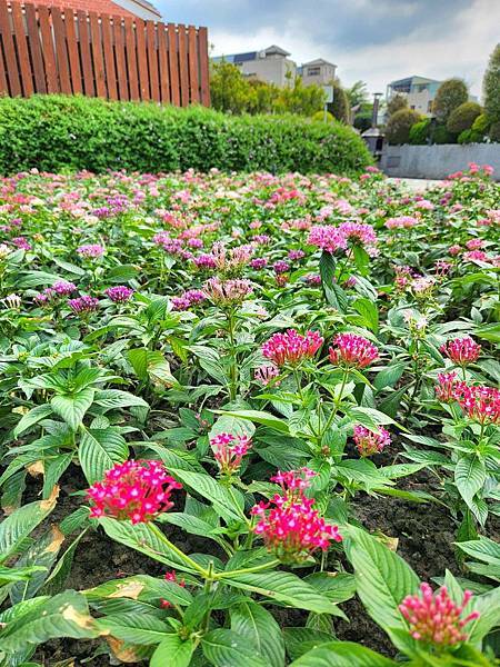 彰化景點｜成美文化園．浪漫盛開的紫薇花｜日式庭園建築, 百年