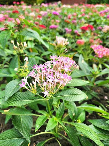 彰化景點｜成美文化園．浪漫盛開的紫薇花｜日式庭園建築, 百年