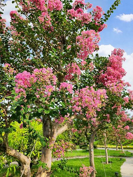 彰化景點｜成美文化園．浪漫盛開的紫薇花｜日式庭園建築, 百年