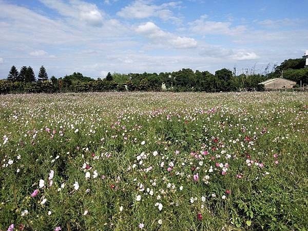 20201104跟媽媽去波斯菊田_201104_0.jpg