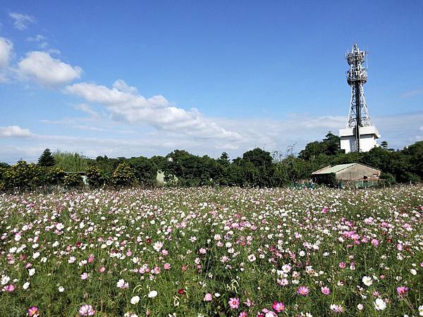 20201104跟媽媽去波斯菊田_201104_2.jpg