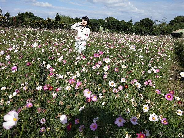 20201104跟媽媽去波斯菊田_201104_1.jpg