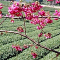 南投縣信義鄉草坪頭玉山觀光茶園交通路線： 