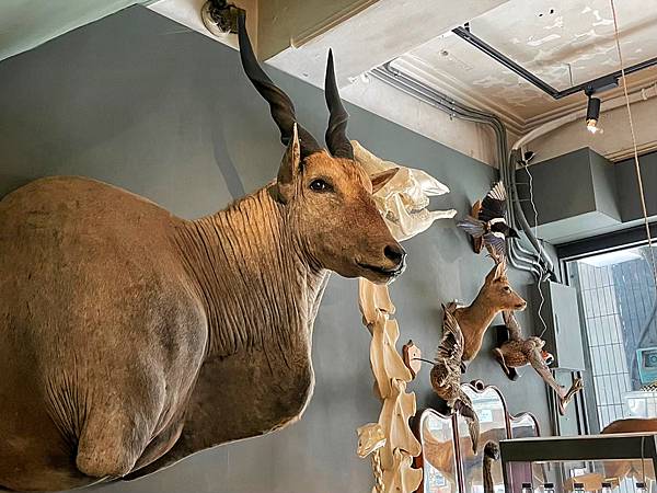 全台唯一的動物標本博物館