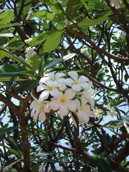 樹上開的花很美喔