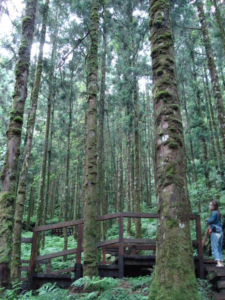 明池池畔遍植許多少見高山植物