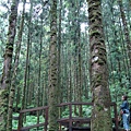 明池池畔遍植許多少見高山植物