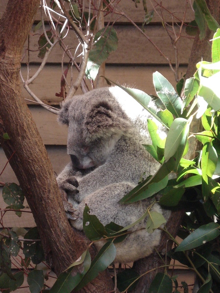 KOALA