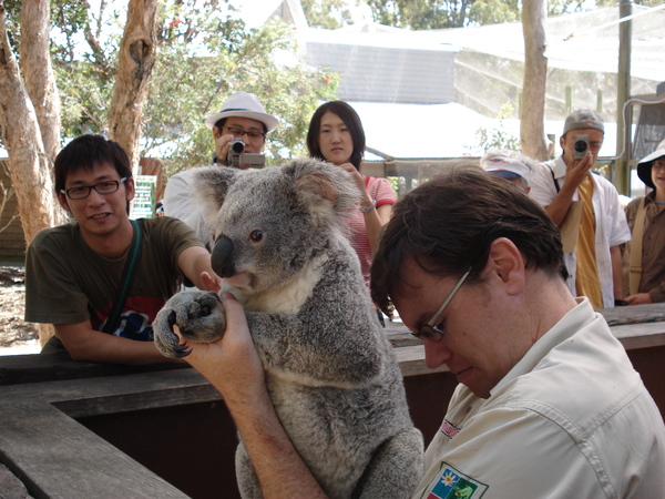 KOALA