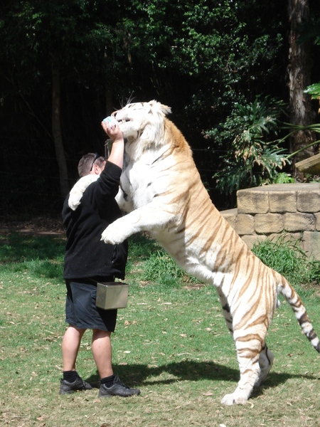 Tiger show