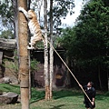 Tiger show