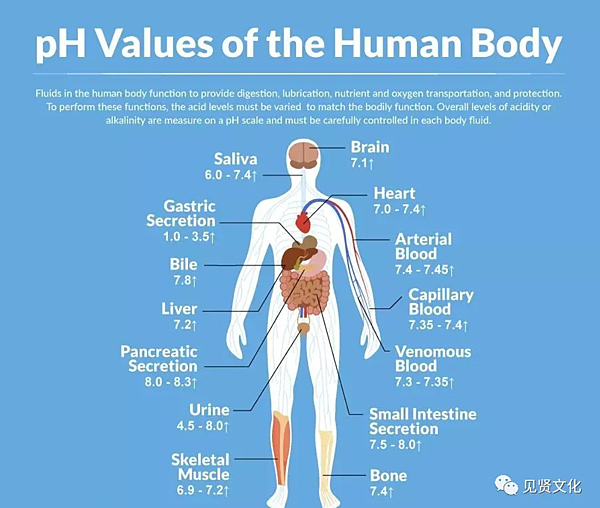 3.調整人體並平衡PH值.png 3.調整人體並平衡PH值.png