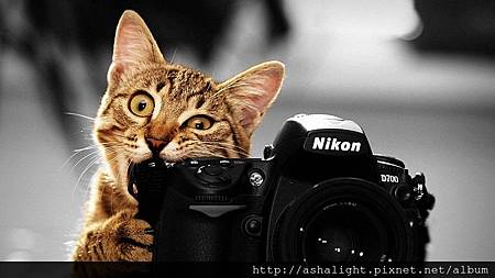 cat_with_cam_selective_color_by_chrishatez-d4gkfiz cat_with_cam_selective_color_by_chrishatez-d4gkfiz