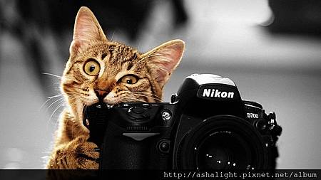 cat_with_cam_selective_color_by_chrishatez-d4gkfiz