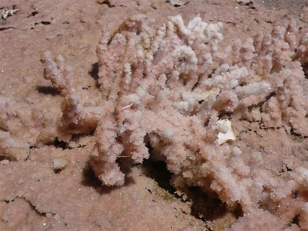 30 會變pink lake聽說是因為微生物.JPG