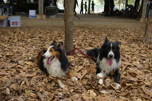 台糖控土窯970413019.JPG