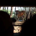 20090918-134-在金門,路旁處處可見悠閒的黃牛.JPG