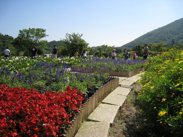 980509苗榜海芋園