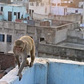 屋頂的猴子