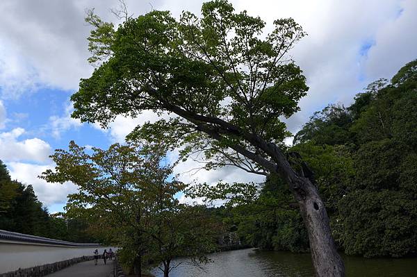 JR AREA PASS一日券游姬路城~铁马自由行 -