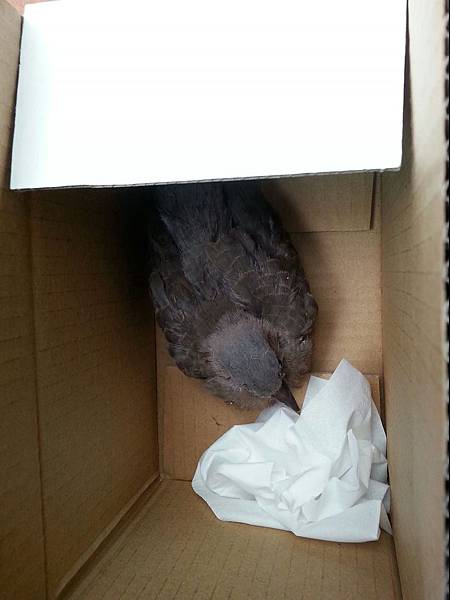 斑鳩5 斑鳩5