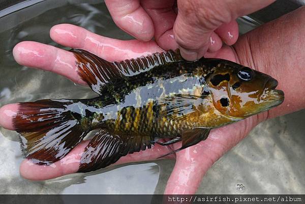 美鯛 花酋長 Parachromis motaguensis 3.JPG