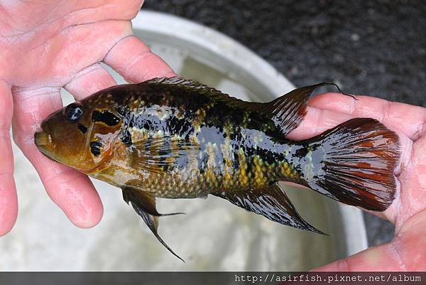 美鯛 花酋長 Parachromis motaguensis 4.JPG