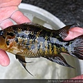 美鯛 花酋長 Parachromis motaguensis 4.JPG