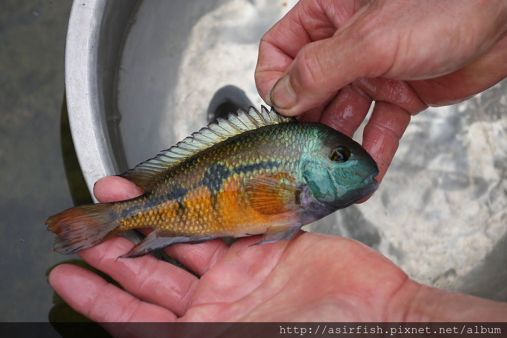 美鯛 珍珠火口 Hypsophrys nicaraguensis 4.JPG