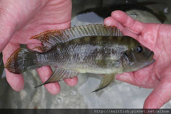 坦鯛 珍珠雀 NeoLamprologus tetracanthus 1.JPG