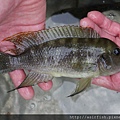 坦鯛 珍珠雀 NeoLamprologus tetracanthus 1.JPG