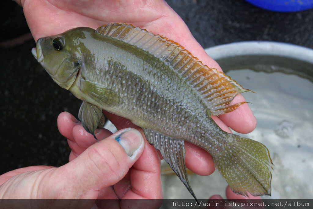 坦鯛 珍珠雀 NeoLamprologus tetracanthus 3.JPG