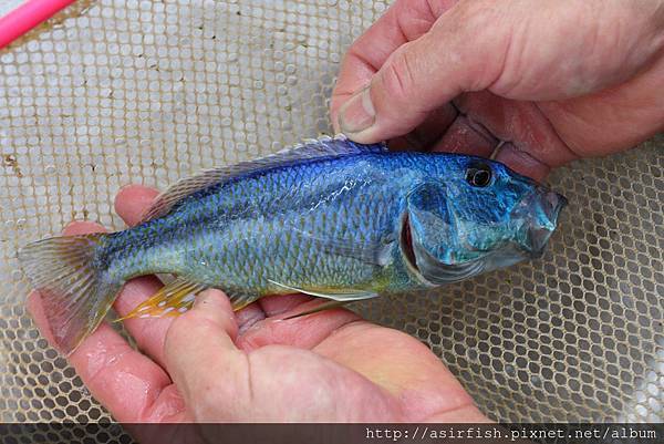 馬鯛 鳥嘴 Aristochromis christyi 1.JPG