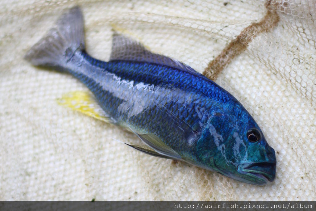 馬鯛 鳥嘴 Aristochromis christyi 4.JPG